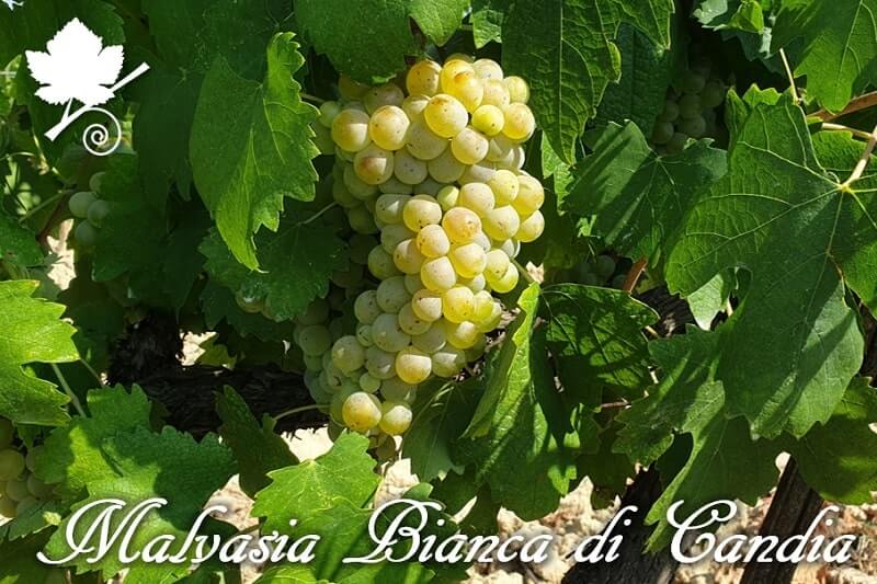 Malvasia-Bianca-di-Candia-vitigno-min