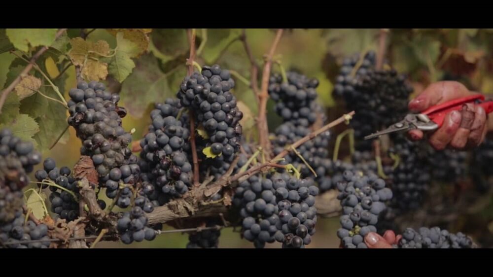 thumb-ruou-vang-do-vina-maipo-limited-edition-syrah