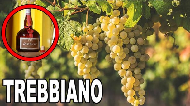 thumb-Tavernello-Organico-Trebbiano-Chardonnay-04